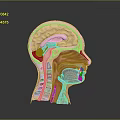 Human Head Cross Section Anatomy Displaying Internal Organs And Hair Features