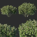 Decorative Ornament Set Including Green Shrubs and White Flowers for Indoor Decoration Various Angles