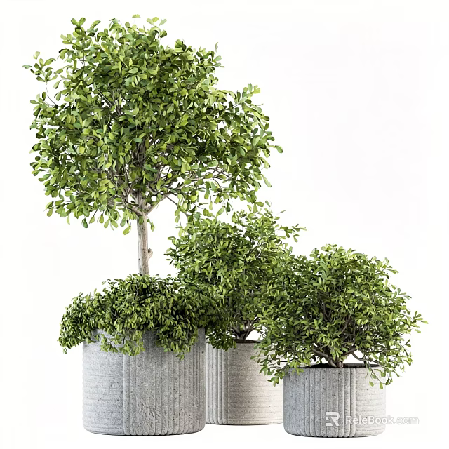 Multiple Lush Green Bonsai Potted Plants With Textured Planters Arrangement 3d model 