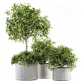 Multiple Lush Green Bonsai Potted Plants With Textured Planters Arrangement