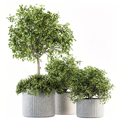Multiple Lush Green Bonsai Potted Plants With Textured Planters Arrangement 3d model