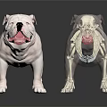 Veterinary Medical Equipment Animal Skeleton Model with Realistic Dog Tongue Pose on Black Reflective Surface