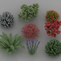Various Colorful Garden Bushes with Different Shapes and Foliage Types