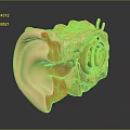Detailed Human Ear Anatomy 3D Model With Outer Middle Inner Structures