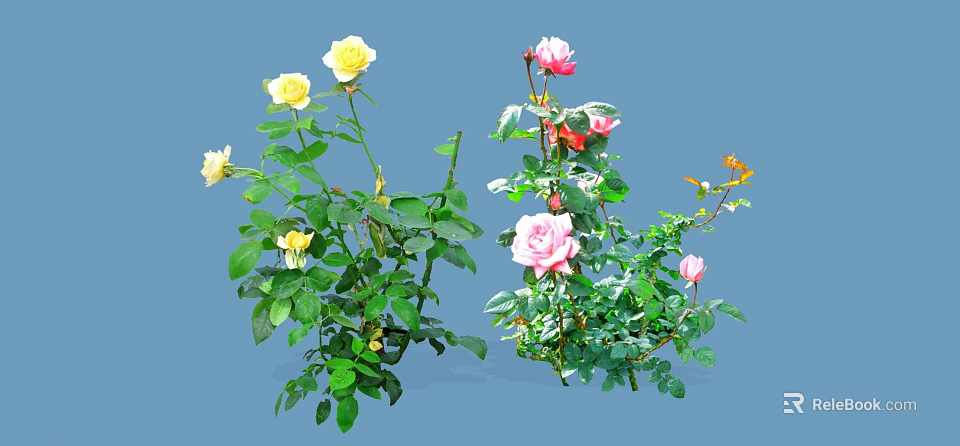 Colorful Garden Roses With Yellow Pink Red Blooms And Green Leaves 3d model 