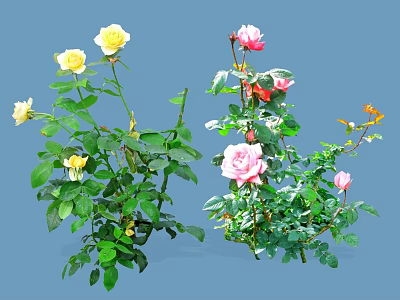 Colorful Garden Roses With Yellow Pink Red Blooms And Green Leaves 3d model