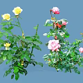 Colorful Garden Roses With Yellow Pink Red Blooms And Green Leaves