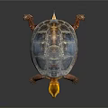 Colorful Shell Yellow Head Freshwater Turtle Vibrant Detailed Close Up View