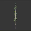 Decorative Green Leaf Vine Plant With Slender Stem On Dark Background 3d model