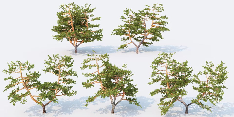 Diverse Pine Trees With Green Foliage And Varied Branch Structures 3d model 