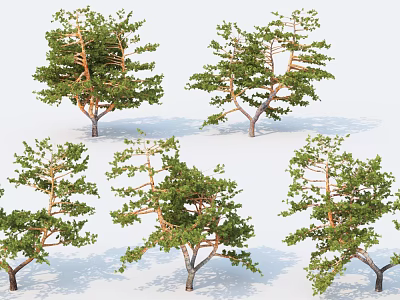 Diverse Pine Trees With Green Foliage And Varied Branch Structures 3d model