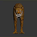 Realistic Cheetah With Yellow Black Spots Fur Standing On Dark Surface With Reflection