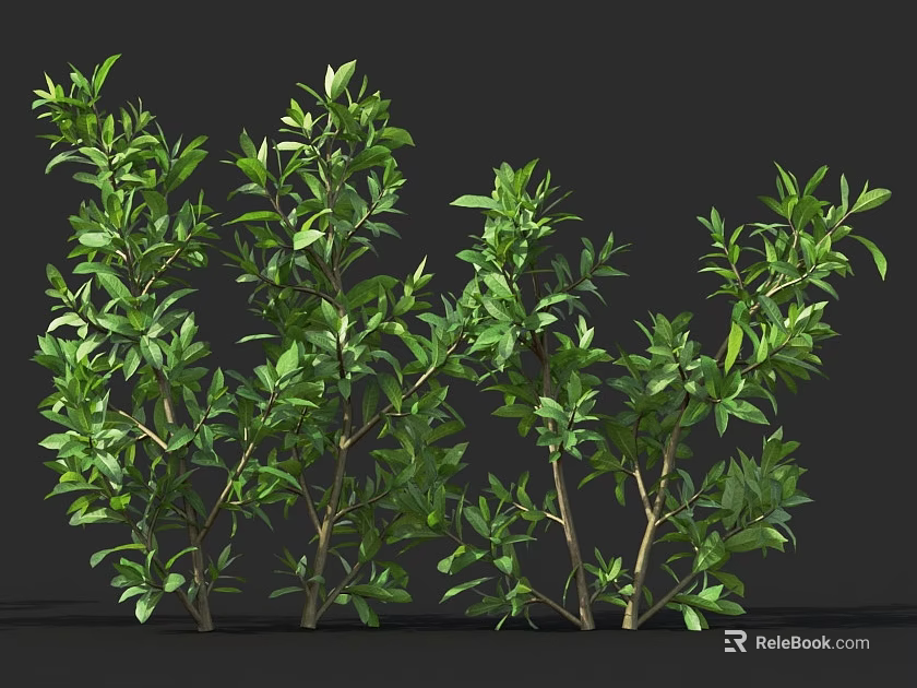 Multiple Lush Green Shrubs with Vibrant Leaves Against Dark Background 3d model 
