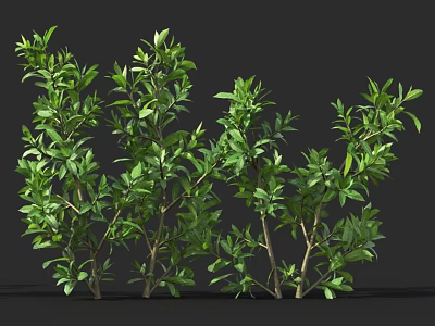 Multiple Lush Green Shrubs with Vibrant Leaves Against Dark Background 3d model
