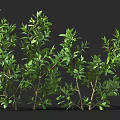 Multiple Lush Green Shrubs with Vibrant Leaves Against Dark Background