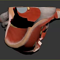 Red Human Anatomical Model Medical Device For Medical Education Demonstration And Learning