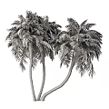 Lush Green Palm Trees With Dense Fronds And Tall Trunks In Natural Setting