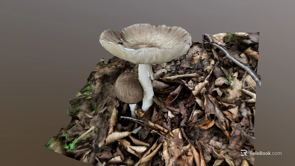 Wild Mushroom Vegetable Growing Among Fallen Leaves And Twigs On Forest Floor 3d model 