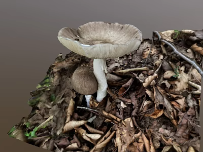 Wild Mushroom Vegetable Growing Among Fallen Leaves And Twigs On Forest Floor 3d model