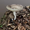 Wild Mushroom Vegetable Growing Among Fallen Leaves And Twigs On Forest Floor