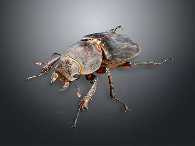 Flying Rhinoceros Beetle With Horned Head Shiny Dark Shell On Gray Background 3d model