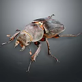 Flying Rhinoceros Beetle With Horned Head Shiny Dark Shell On Gray Background