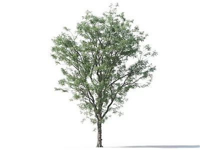 Lush Arbor With Green Leaves And Brown Trunk Isolated On White Background 3d model