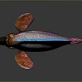 Colorful Tropical Fish With Blue Dorsal Fin Pink Fins And Iridescent Scales