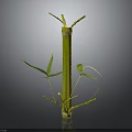 Fresh Green Bamboo Plant With Stalk Branches And Leaves Isolated On Dark Background