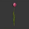 Beautiful Pink Tulip Plant with Green Stem Leaves Against Gray Background and Reflection