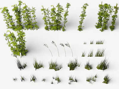 Assorted Bamboo Plant Varieties For Garden Landscaping Featuring Different Heights And Grasses 3d model