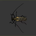 Detailed Longhorn Beetle with Long Antennae Black and Yellow Body on Dark Background