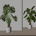 Indoor Potted Monstera And Bird Of Paradise Plants In White Pots Modern Style