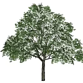 Tall Arbor With Lush Green Leaves And Brown Trunk Against Blue Sky