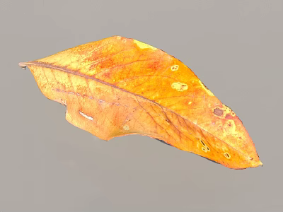 Orange Yellow Leaf With Yellow Spots And Damaged Edges On Gray Background 3d model