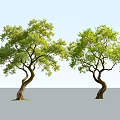 Two Curved Trunk Arbor Trees With Lush Green Leaves And Gray Ground