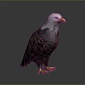 Bald Eagle With White Head Yellow Beak And Dark Feathers Standing On Shiny Surface