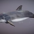 Gray and White Dolphin Swimming Gracefully in Open Ocean Waters with Smooth Skin