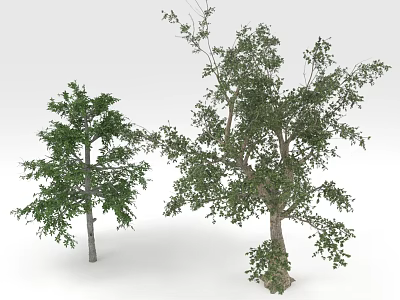 Two Green Leafy Trees With Different Trunk Sizes And Natural Foliage 3d model