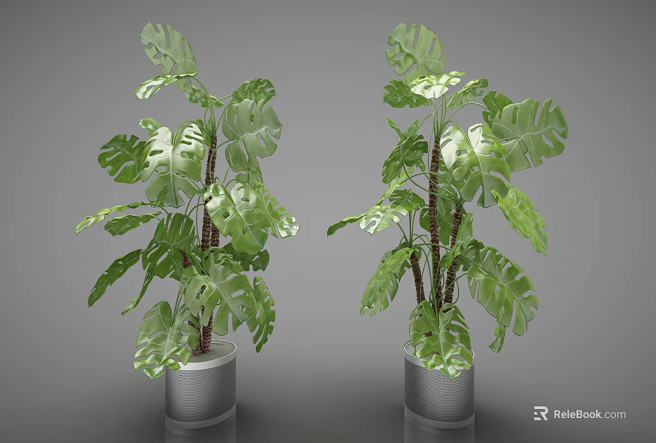 Lush Green Monstera Potted Plants With Large Leaves And Trunks In Silver Pots 3d model 