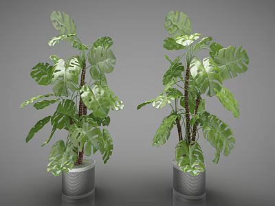 Lush Green Monstera Potted Plants With Large Leaves And Trunks In Silver Pots 3d model