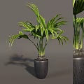 Indoor Tropical Potted Plant With Lush Green Leaves And Dark Textured Decorative Pot