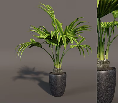 Indoor Tropical Potted Plant With Lush Green Leaves And Dark Textured Decorative Pot 3d model