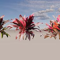 Vibrant Shrubs With Purple Red And Green Leaves For Garden Landscaping