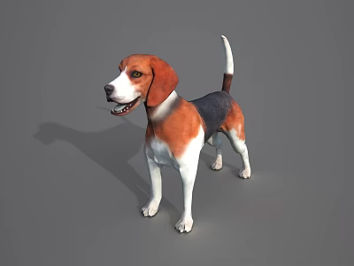 Tri Color Beagle Dog Standing On Gray Background With Shadow 3d model