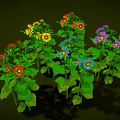 Vibrant Flower Plants With Colorful Blooms Including Yellow Purple Red And Green Leaves
