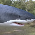 Great White Shark Eaters Human Shark Fish Animal Creatures 3d model