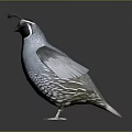 Flying Animal Bird With Spread Wings Blue Feathers And Black White Head