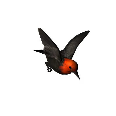 Distinctive Flying Bird With Red Head Black Body And Spread Wings In Flight 3d model