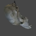 Game Movie Character Mystical Animal Skull Detailed 3D Rendered Realistic Texture